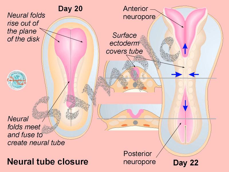 Controllo fertilità rigoroso Concepimento + Periodo embrionale Sviluppo e chiusura del tubo neurale Sono in attesa