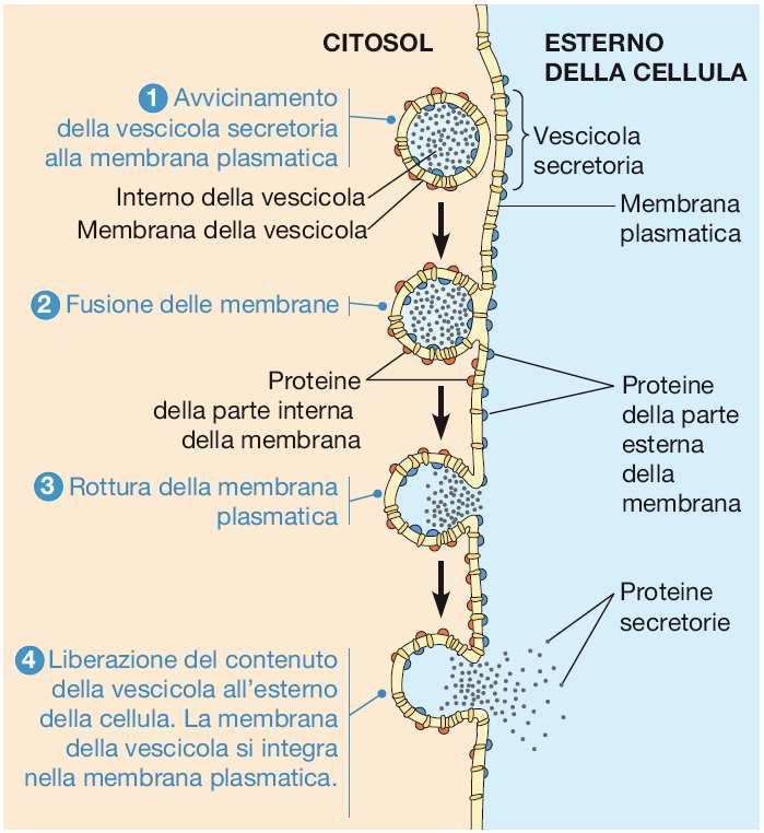 ESOCITOSI Esempi: Le cellule animali secernono ormoni proteici, muco, proteine del latte ed