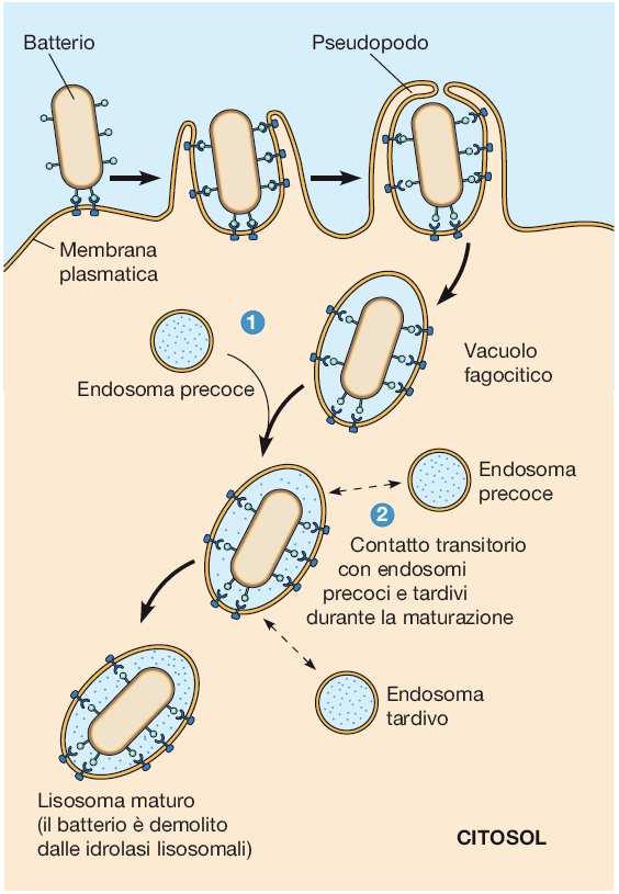 FAGOCITOSI Particelle di diametro > 0,5 micron Negli organismi pluricellulari la fagocitosi è solitamente ristretta a cellule chiamate Fagociti