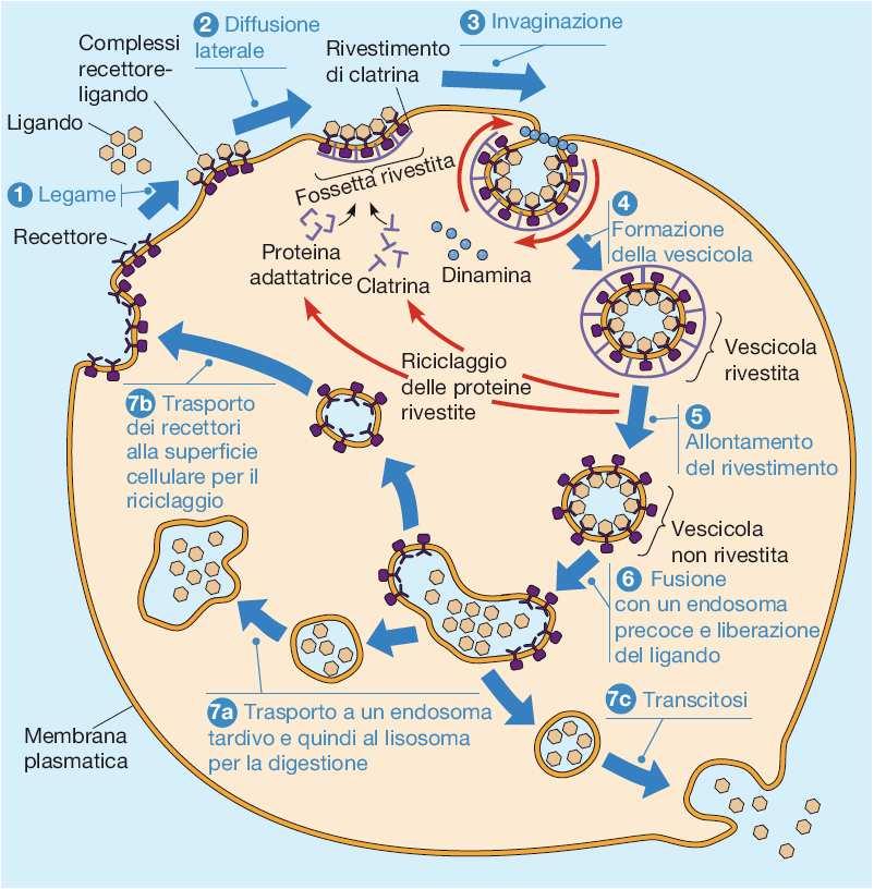 Endocitosi mediata da recettore Vescicole rivestite da clatrina E il meccanismo principale grazie al quale cellule di mammifero internalizzano ormoni, fattori di