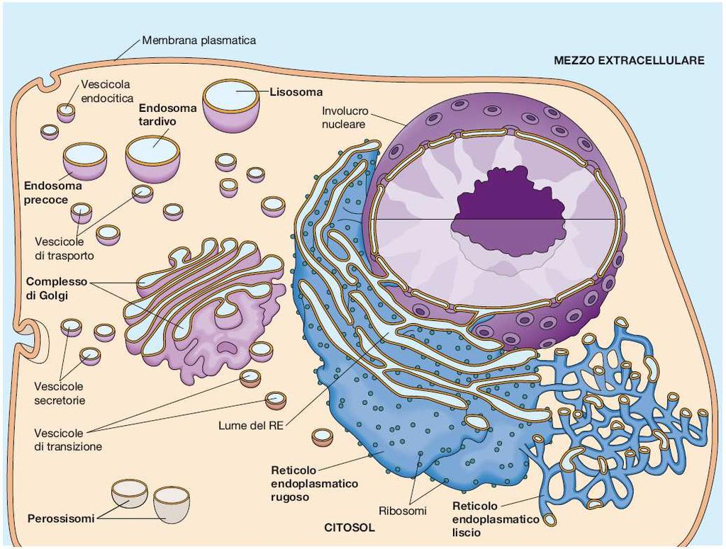 IL SISTEMA DI ENDOMEMBRANE (RE, Apparato di Golgi, Lisosomi, Endosomi) Becker,