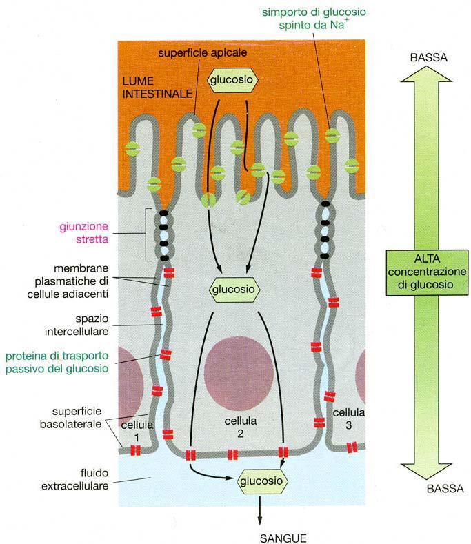 Le giunzioni strette (occludenti) prevengono la diffusione di proteine di membrana dalla regione apicale a