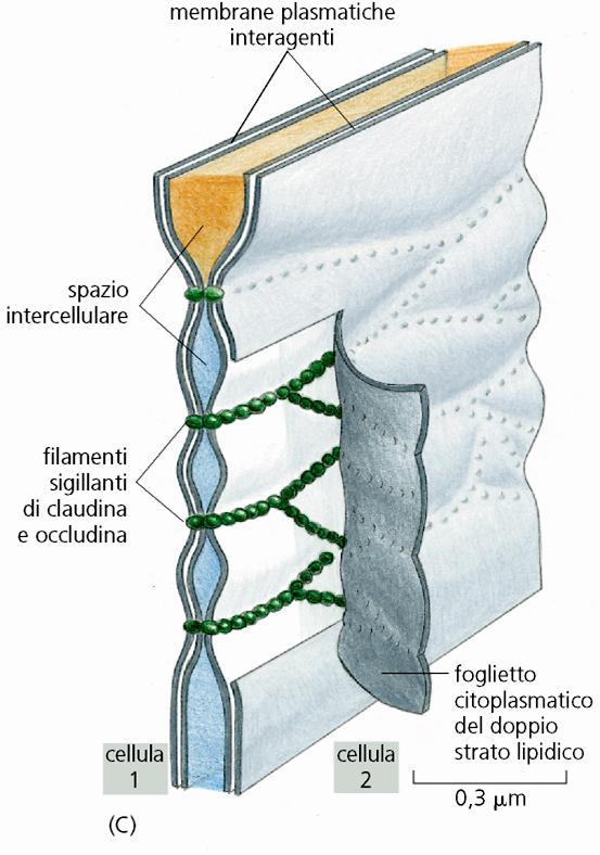 Le giunzioni occludenti sono