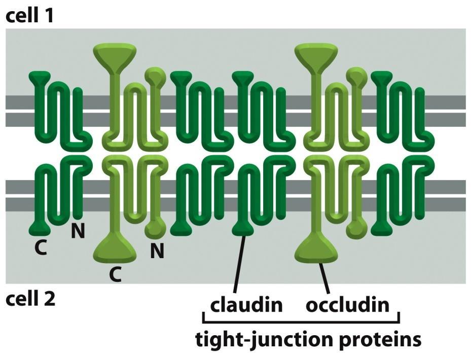 e occludine (in verde) situate nello