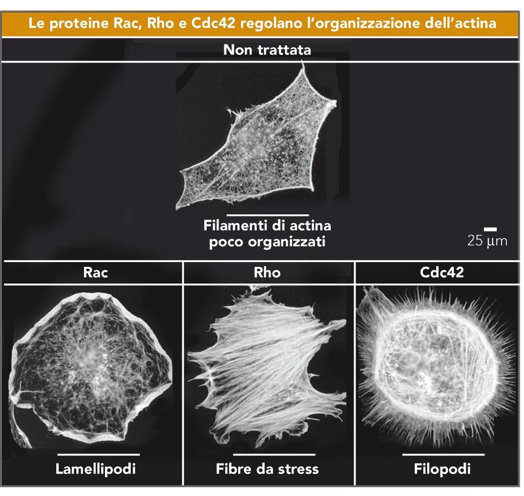 Gli effetti di Rac, Rho e Cdc42 sull organizzazione di actina nei fibroblasti A (microiniezione di forme attive di Rho, Rac e Cdc42) B C D A) Nei fibroblasti non stimolati l actina si trova
