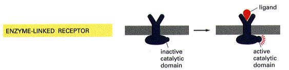 Recettori legati ad Enzimi Insulina Insulin-like growth factors (IGFs) Nerve Growth Factor (NGF) Brain