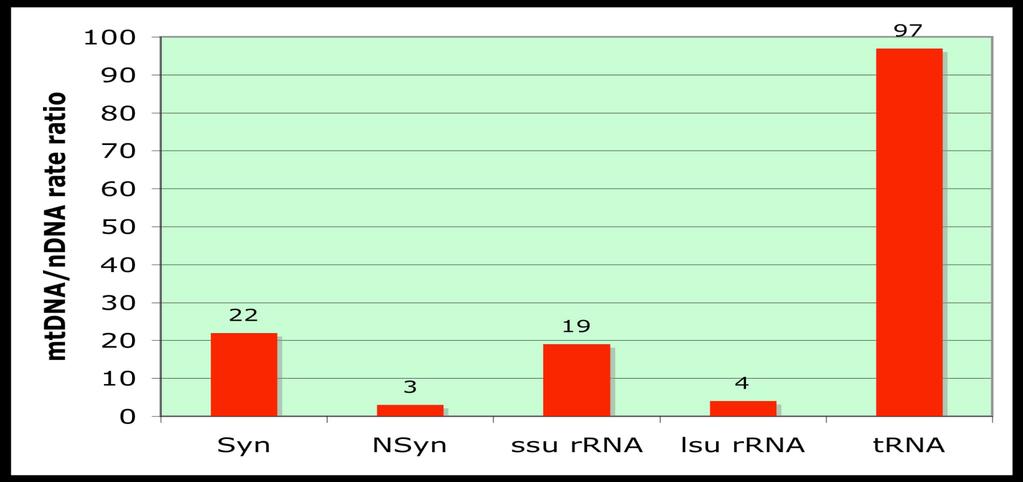 La Genetica dell mtdna Elevato numero di copie (0,3%) Alto tasso di evoluzione (10/20 volte superiore all ndna) Il tasso di evoluzione di una sequenza nucleotidica è la stima del numero di mutazioni