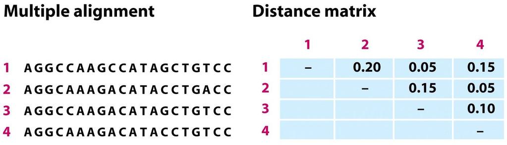 20 nucleotides Figure 19.