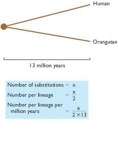 L orologio molecolare L evoluzione è inevitabilmente un processo di divergenza e il numero di mutazioni che si accumulano nel tempo è direttamente proporzionale al tempo intercorso dalla divergenza