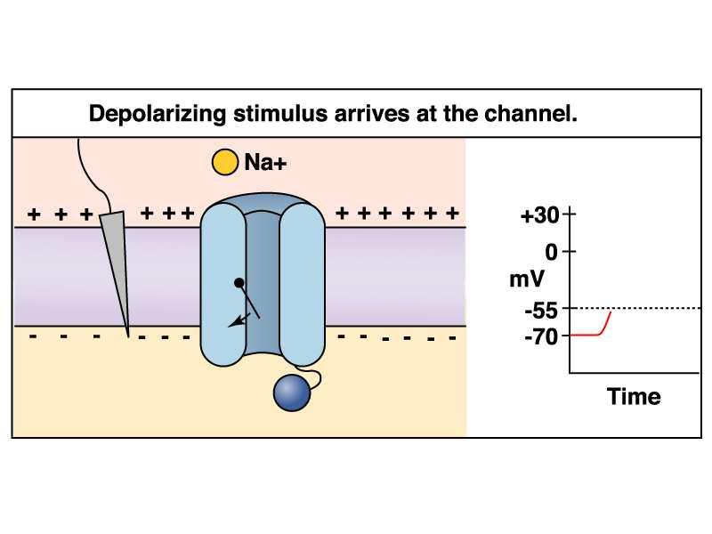 Cellule eccitabili Sono le cellule che posseggono canali voltaggio/chemio dipendenti all interno della loro membrana In condizione di non