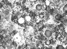 densità di corrente sono praticamente analoghe, e di -200mV/SCE, per il