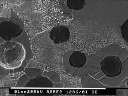 Fig. 10: Ghisa ferrito-perlitica. -200mV/SCE per 10 minuti. Acqua di mare sintetica + 0,01 M H 2 SO 4 (SEM). Fig. 11: Ghisa ferrito-perlitica. -200mV/SCE per 30 minuti.