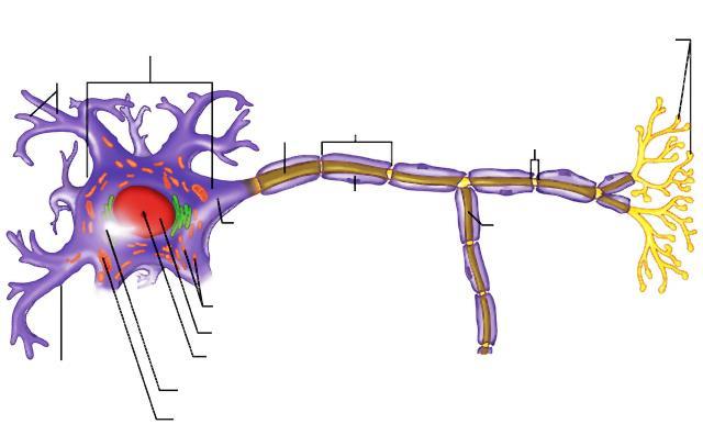 Neurone Corpo Cellulare Terminali Presinaptici Dendriti Assone Cellula di Schwann Nodo di Ranvier Cono di