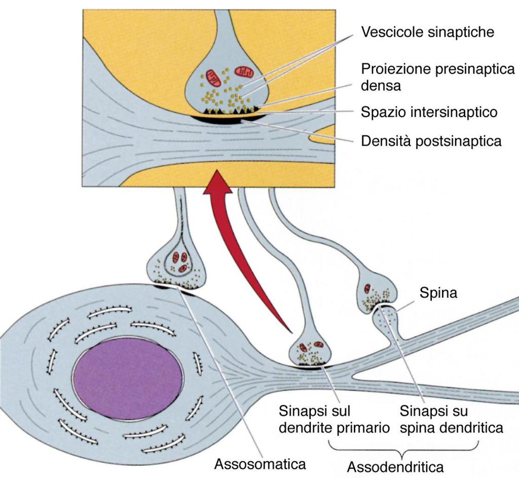 Sinapsi Assodendritiche Fra un assone ed un dendrite Sinapsi Assosomatiche Fra un assone ed un soma