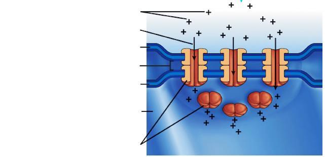 Sinapsi elettrica Ioni positivi Trasporto Membrana Plasmatica Gap Junction Membrana Plasmatica Connessoni Sinapsi Elettrica Cellula muscolo liscio La depolarizzazione diffonde