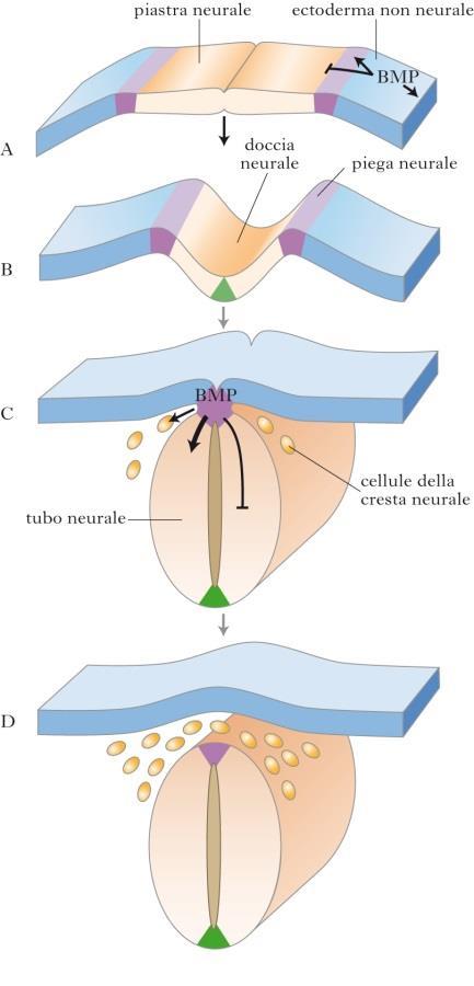 Sviluppo del sistema nervoso Si congiungono a formare il Tubo Neurale Parte anteriore origina Encefalo Posteriore il midollo spinale,