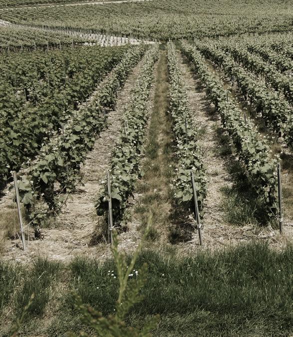 Nel 2001, dopo molti anni passati a studiare nelle vigne e nelle cantine di Borgogna e Champagne, Thimotée ritorna ai grappoli di proprietà per realizzare un sogno fino ad allora considerato utopia.