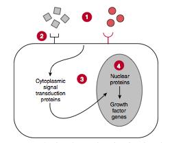 Funzioni degli oncogeni fattori di crescita recettori di superficie componenti delle vie di trasduzione