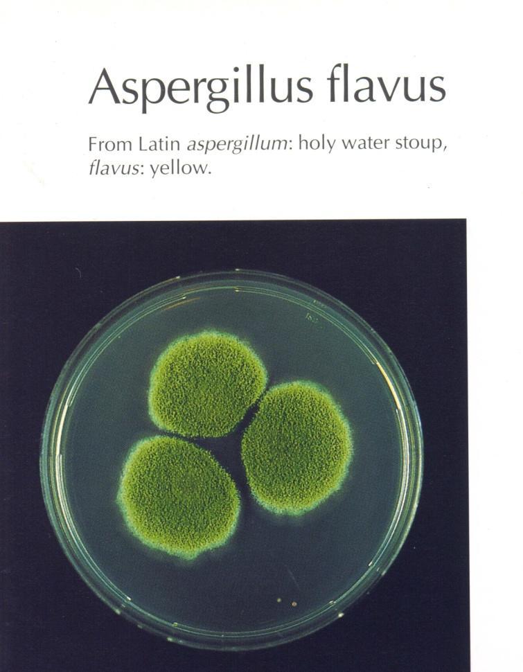 Aspergillus flavus Aflatossina B1,