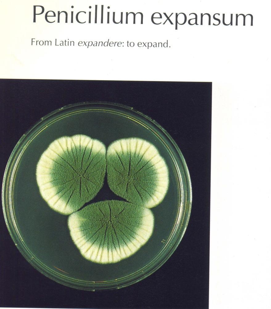 Penicillium expansum, che