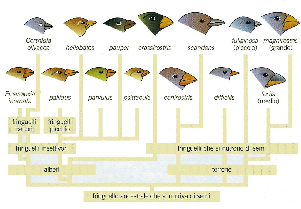 Isole Galapagos 13 varietà di fringuelli inesistenti altrove Becchi diversi adattati al tipo di alimentazione Il fringuello terrestre dal becco grande (magnirostris) si alimenta di semi grandi e duri.