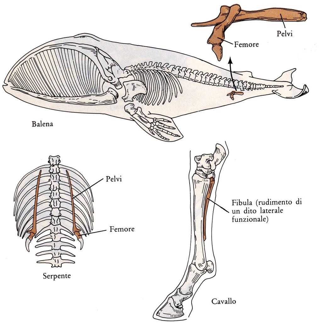 Prove dell'evoluzione (2) Organi rudimentali, residuati ma ormai inutili Le ossa dei piedi nella