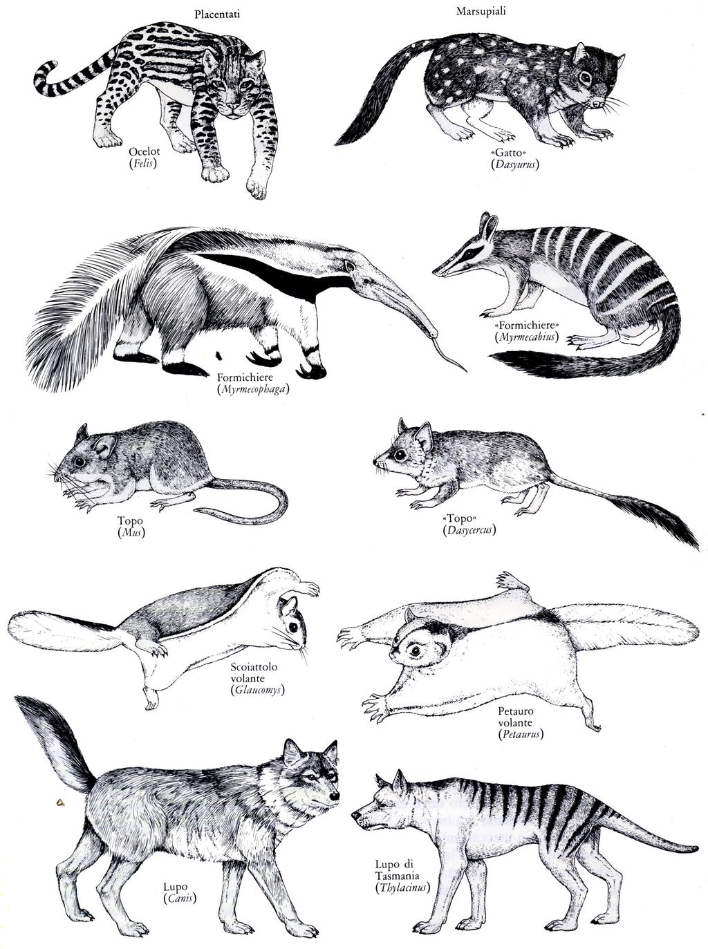 Prove dell'evoluzione (5) Biogeografia: descrive la distribuzione delle forme viventi sul Pianeta I Placentati e i Marsupiali sono molto simili nella forma,