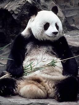 ( 2 ) Bricolage evoluzionistico Pseudopollice del panda gigante, che consente la prensione dei ramoscelli Non è un vero pollice, ma