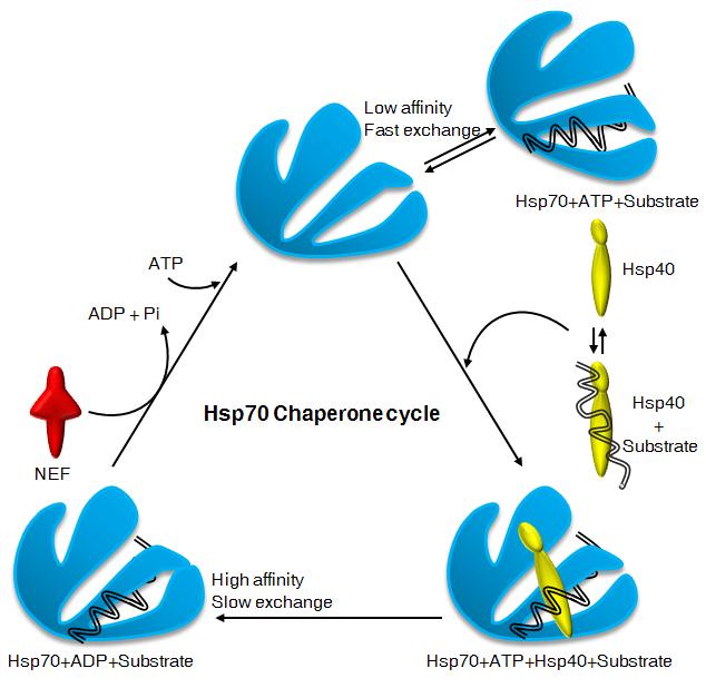 3.3 Ciclo hsp 70 Quando non interagisce con un peptide, la HSP70 è generalmente legata all'atp. L'attività ATPasica è molto debole così che l'idrolisi spontanea non avviene per diversi minuti.