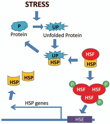 3.5 Meccanismo induttivo di HSP Nel caso di risposta a stress cellulare, l attivazione della trascrizione dei geni heat shock è mediata dal fattore HSF1 (Heat Shock Factor 1), che riconosce e lega