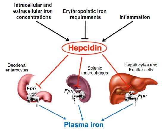Metabolismo del ferro Ruolo chiave Epcidina inibisce assorbimento degradando ferroportina