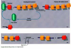 PROTEINE 2. ACIDI NUCLEICI 3. POLISACCARIDI 4.