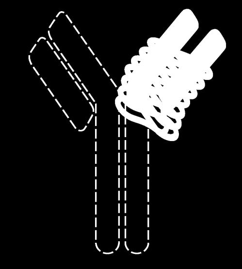 Three different approaches to TNF inhibition: Fusion protein, antibodies, PEGylated Fab fragment Etanercept Infliximab Adalimumab Golimumab Certolizumab pegol Receptor Fab Fab IgG1 Fc IgG1 Fc PEG