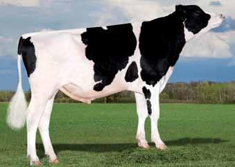 1% 1103p O-Bee Manfred Justice-ET TR TV TL TD EX-94 aaa 345 AltaBANFF +1657 Lbs proteine +.00% +48 Lbs grasso -.