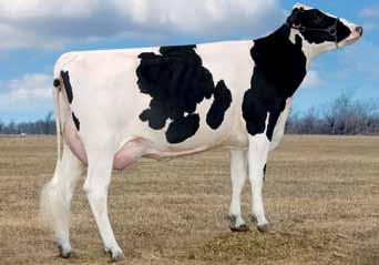 somatiche 107 k caseina FERTILITà 100 facilità parto toro 104 facilità parto 104 Regancrest Elton Durham EX-90 GM Gerandor Splendide Minister Ferme Miss Lee Mystery EX-90 2-03 2x 365d 27,460m 4.