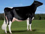 5% 1202p Opsal Finley TV TL - 011HO05570 +683 Lbs proteine +.01% +22 Lbs grasso +.