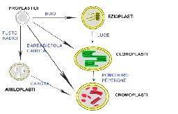 Contengono diverse molecole di DNA circolare, RNA e ribosomi.