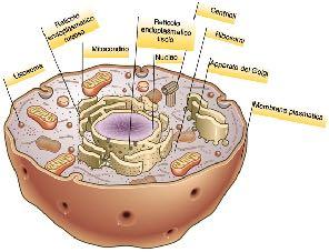 Il citoscheletro è una struttura di natura proteica che serve per separare gli organuli, favorisce il passaggio delle sostanze all interno del citosol e determina la forma della cellula.