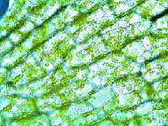 La parete cellulare è composta principalmente da Figura 4 - Parete cellulare di cellulosa che forma un cipolla Foto di Filomena Sabba.