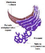 11.3.3 - Il reticolo endoplasmatico liscio e rugoso Il reticolo endoplasmatico è un sistema di membrane in continuità con la membrana nucleare; tali membrane sono ripiegate più volte su se stesse e