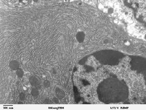 Il reticolo endoplasmatico liscio sintetizza i lipidi, che si liberano all interno di vescicole; anch esse sono poi dirette verso le membrane degli organuli, verso il plasmalemma o verso l apparato