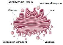 11.3.5 - I mitocondri I mitocondri si trovano in tutte le cellule eucariotiche e sono la sede della respirazione cellulare, il principale processo che genera l ATP.