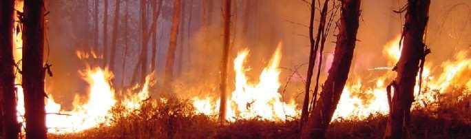 incendi boschivi possono essere classificati in quattro categorie a seconda delle cause che