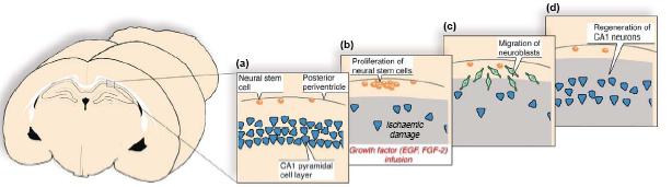 Le cellule staminali neurali adulte residenti possono essere stimolate a produrre nuovi neuroni persi a seguito di danni Ischemia (Interruzione del flusso sanguigno) (in topo) Infusione nel cervello