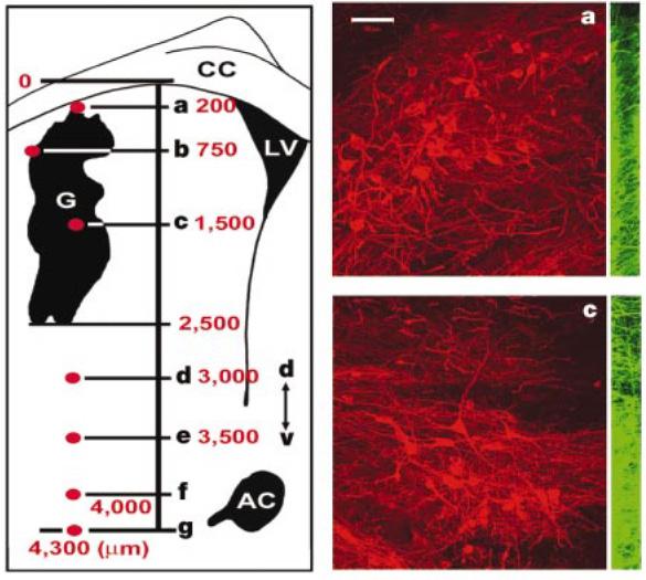 Neuroni dopaminergici ottenuti in coltura da cellule ES di topo, trapiantati in un modello (topo) di malattia di Parkinson, attecchiscono e curano, in parte, la malattia +FGF8 +Shh