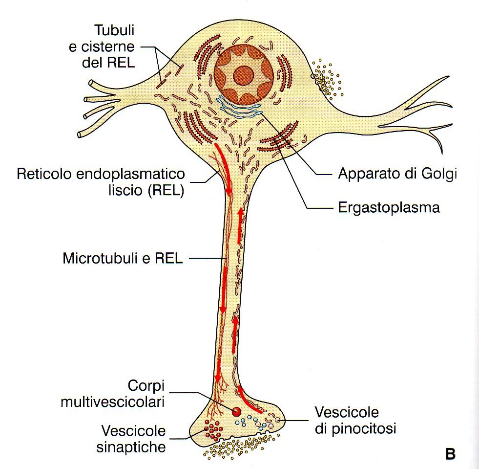 Schema