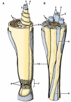 Fibre nervose