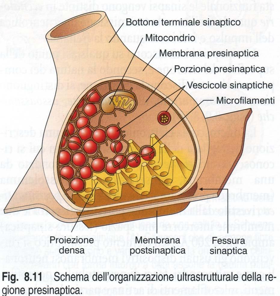 Regione