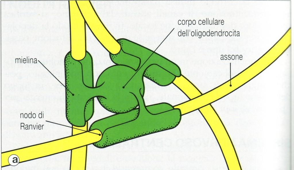 Oligodendrociti a) Gli oligodendrociti