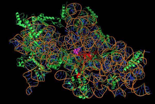 La comprensione della diversità microbica dei suoli salini, permette